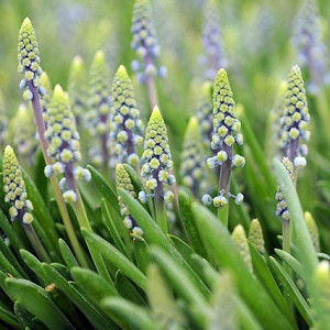 Muscari Armeniacum Saffier, Muscari Saffier, Grape Hyacinth Saffier, Spring Bulbs, Spring Flowers, Mid spring Muscari, Late spring Muscari, blue flower